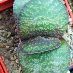 gasteria armstrongii renny wong