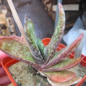 15-82 gasteria doreeniae Eden- Plant