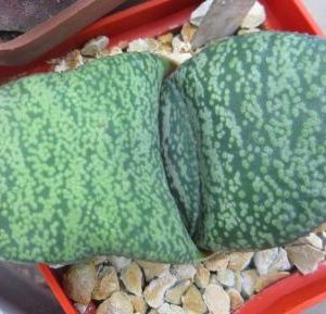 gasteria armstrongii renny wong