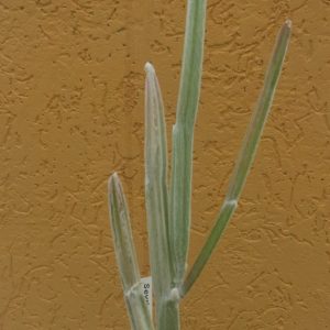 seirigia humbertii