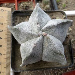 astrophytum myriostigma