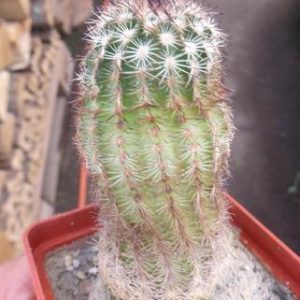 echinocereus reichenbachii