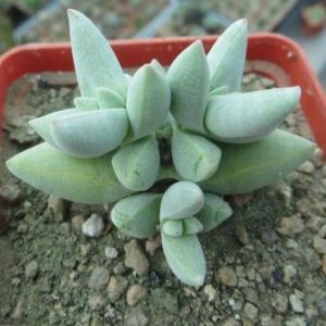 crassula species