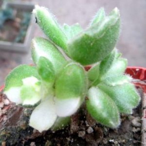 cotyledon ladismithiensis variegata