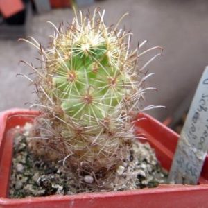 ancistrocactus scheeri
