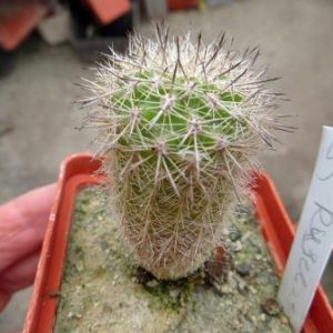 echinocereus russanthus