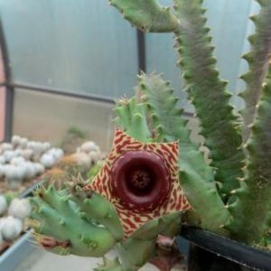 huernia zebrina