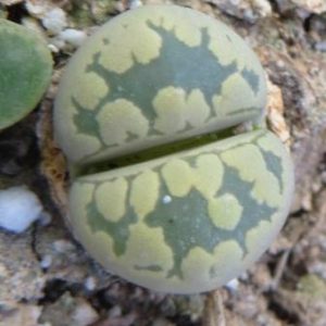 lithops otzeniana c 128