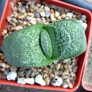 gasteria variegata