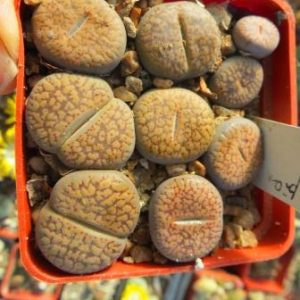 lithops aucampiae  с117