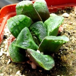 haworthia chevahri hybrid