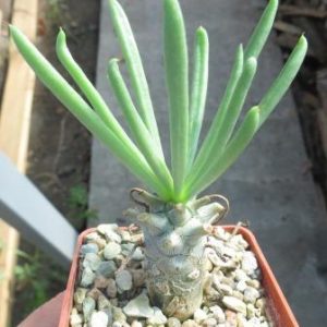 tylecodon wallichii