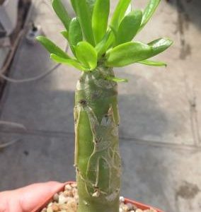 tylecodon paniculatus