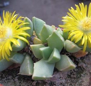 faucaria felina