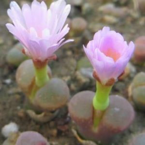 ophthalmophyllum praesectum