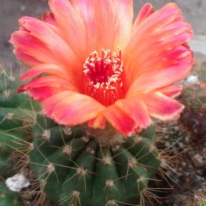 Notocactus ottos v. venkluianus (hybride) -образец-  s