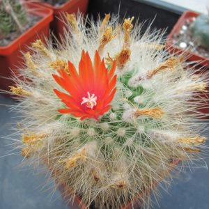 Parodia penicillata nivosa