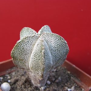 Astrophytum onzuka