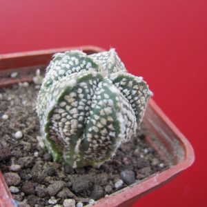 Asrophytum hybr.