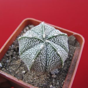 Asrophytum hybr.