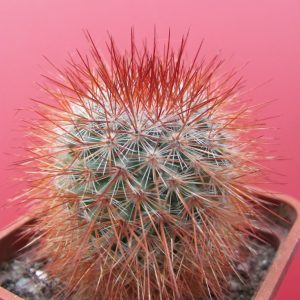 Mammillaria spinosissima Super Red