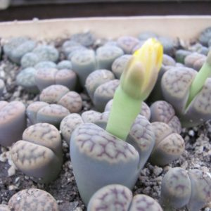 Lithops shwantesii triebneri
