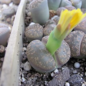 Lithops lesliei