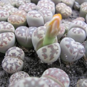 Lithops dorothea