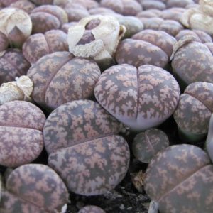Lithops lesliei hornii