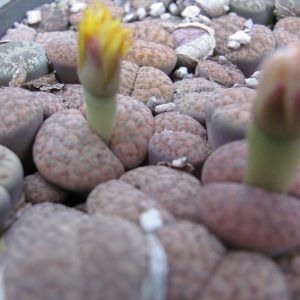 Lithops fulviceps