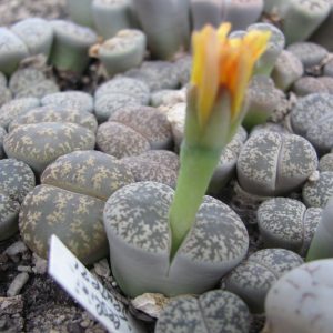 Lithops lesliei venteri