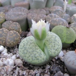 Lithops fulviceps aurea C 363
