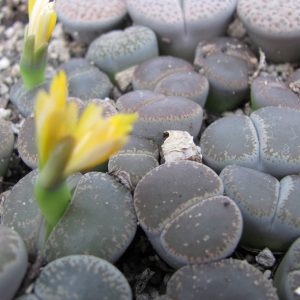 Lithops lesliei maraisii