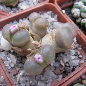 Ophtalmophyllum praesectum