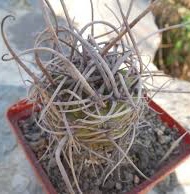 Lobivia ferox R209 -seeds-семена- s