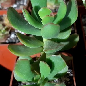 Cotyledon elisae