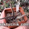 Aloe castilloniae clon B