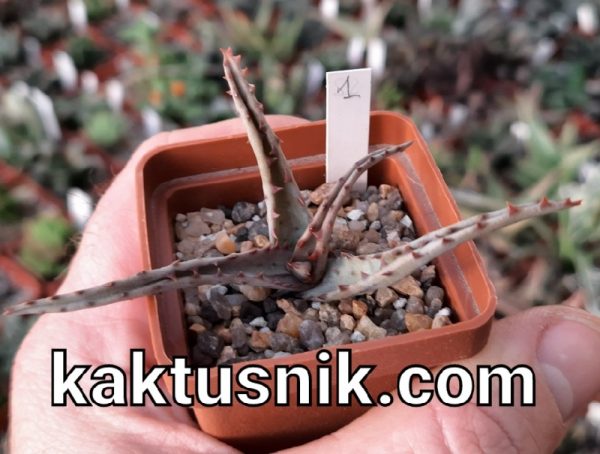 Aloe castilloniae clon B