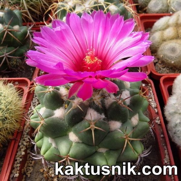 Coryphantha elephantidens (2)