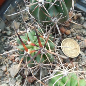 Lobivia ferox R 209 - MG -