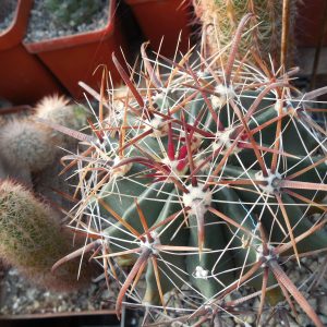 Ferocactus wislizenii - v. herrerae - Culiacan, Sinaloа  - MG -