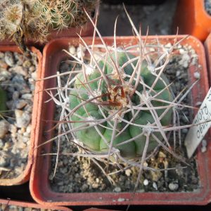 Gymnocalycium nidulans STO 124 - Ugpinango, la Rioja - MG -