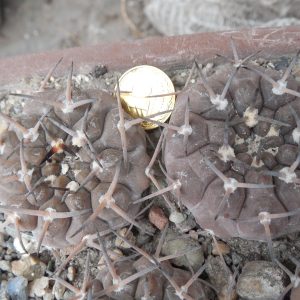 Gymnocalycium piltziorum P 38 - Piltz -