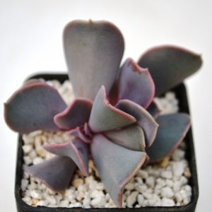 Echeveria " Trumpet Premium"