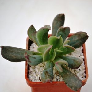 Echeveria "Dark Vader"