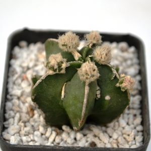 Astrophytum myriostigma nudum  fucuria