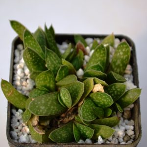 Gasteria sp. forma monstrosa
