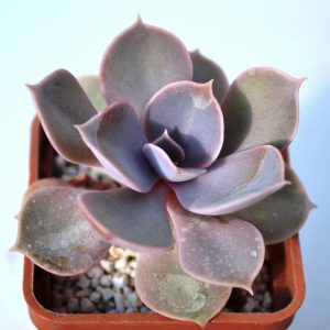 Echeveria Perle fon Nurnberg