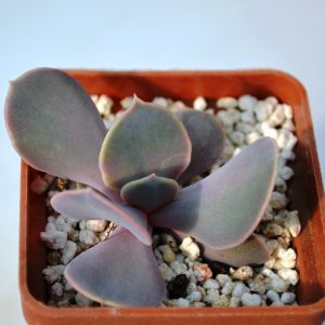 Echeveria " Trumpet Premium"