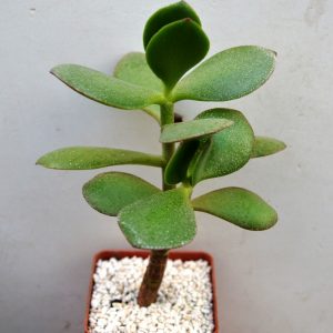 Crassula Ovata